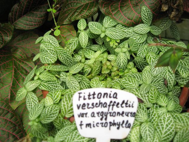 Fittonia verschaffeltii var. argyroneura microphylla